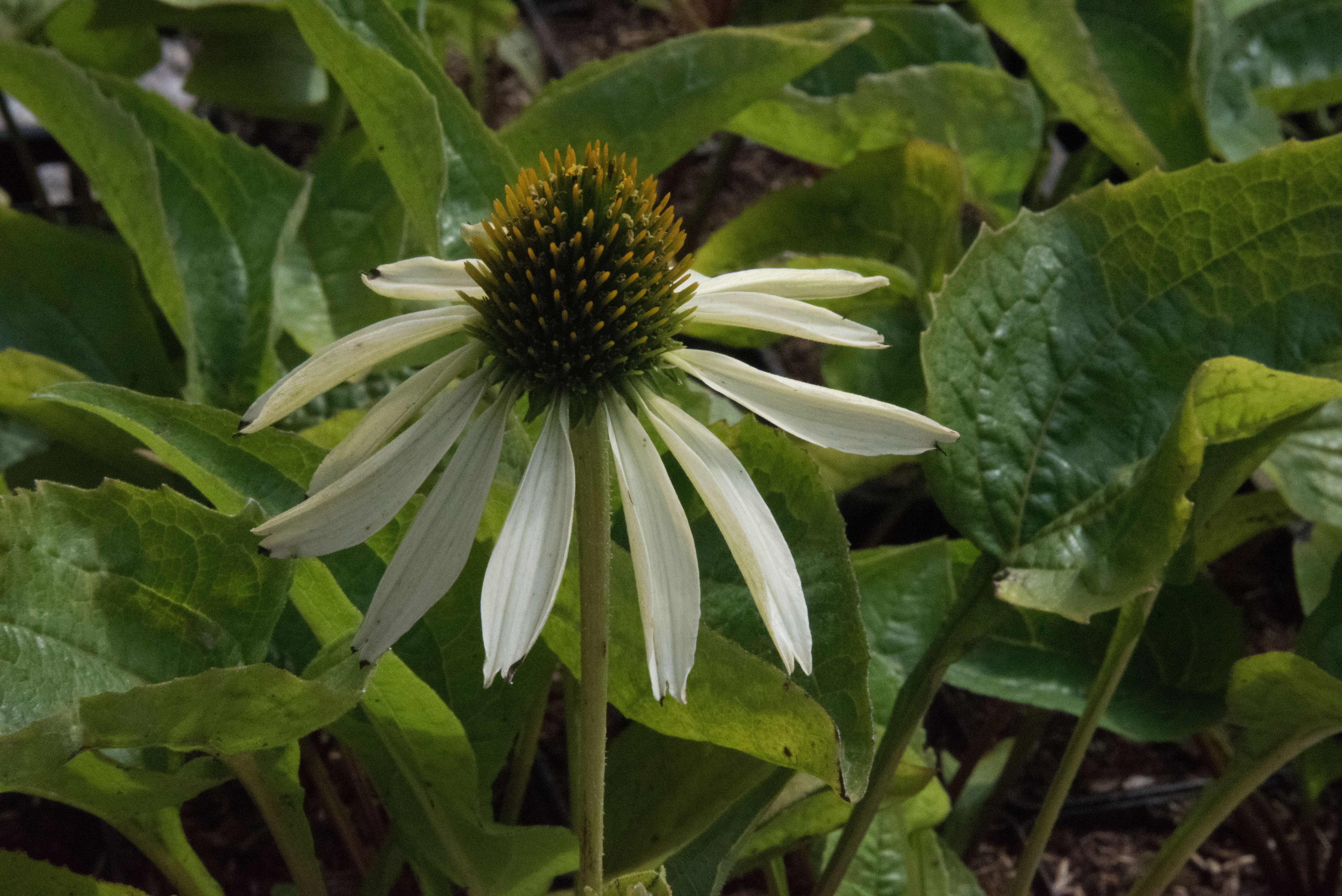 Echinacea purpurea 'White Swan'Zonnehoed bestellen